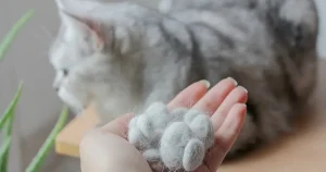 cat shedding image