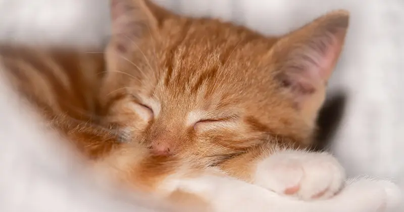 Cat Sleep Calculator