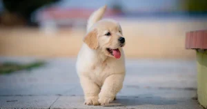 dog age calculator young pippy