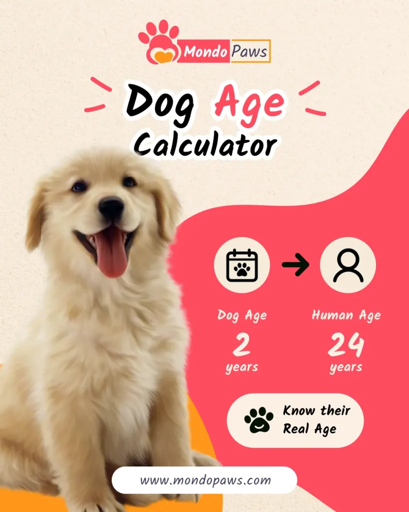 Dog age calculator infographic showing dog years to human years by size and puppy age by weeks