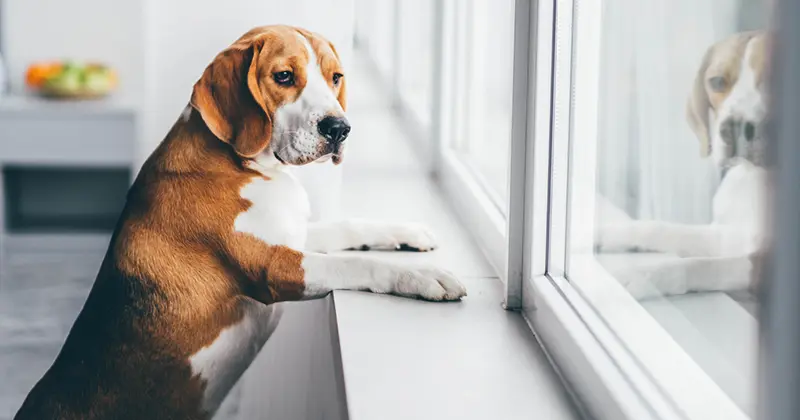 Dog home alone waiting for owner