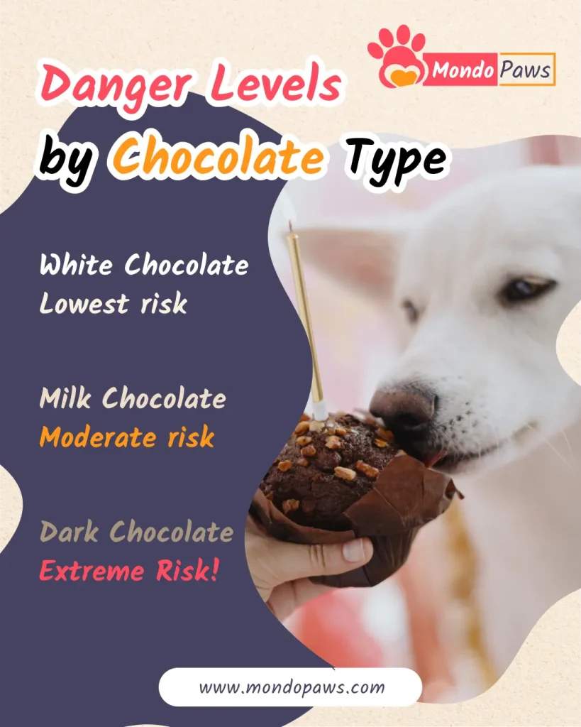 Dog Chocolate Calculator infographic showing theobromine toxicity thresholds, chocolate types, and symptoms