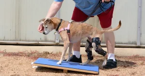Dog exercise guide