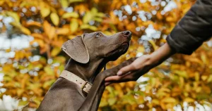 Why do dogs put their paw on you?
