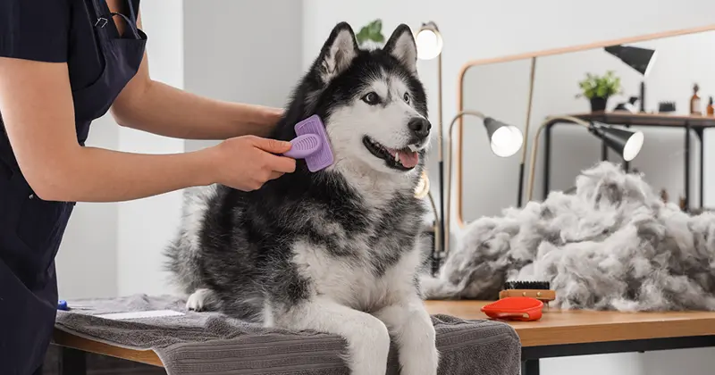Dog Shedding hair grooming