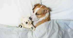 dog sleep calculator feature image