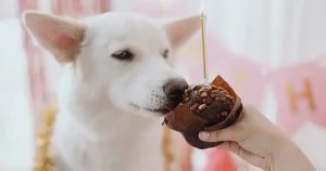dog smelling chocolate cake