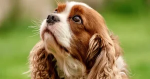 Dog stress signals body language visual guide