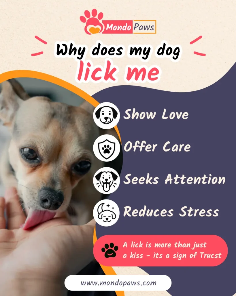 why does my dog lick me infographics